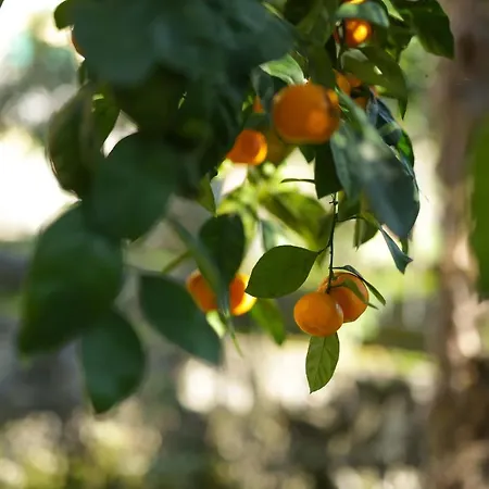 Dante Alighieri Lägenhet